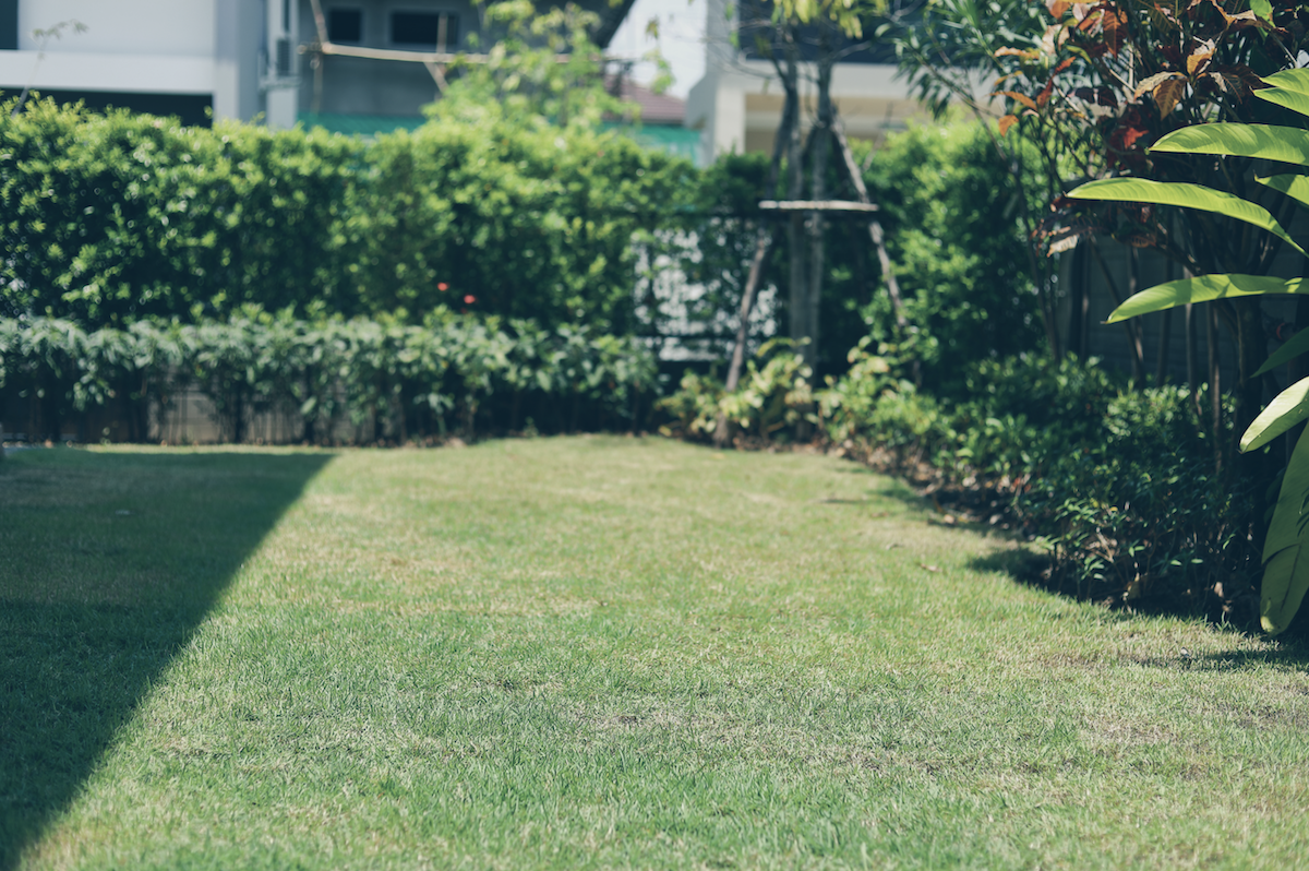 Winter Lawn Care Florida